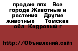 продаю лпх - Все города Животные и растения » Другие животные   . Томская обл.,Кедровый г.